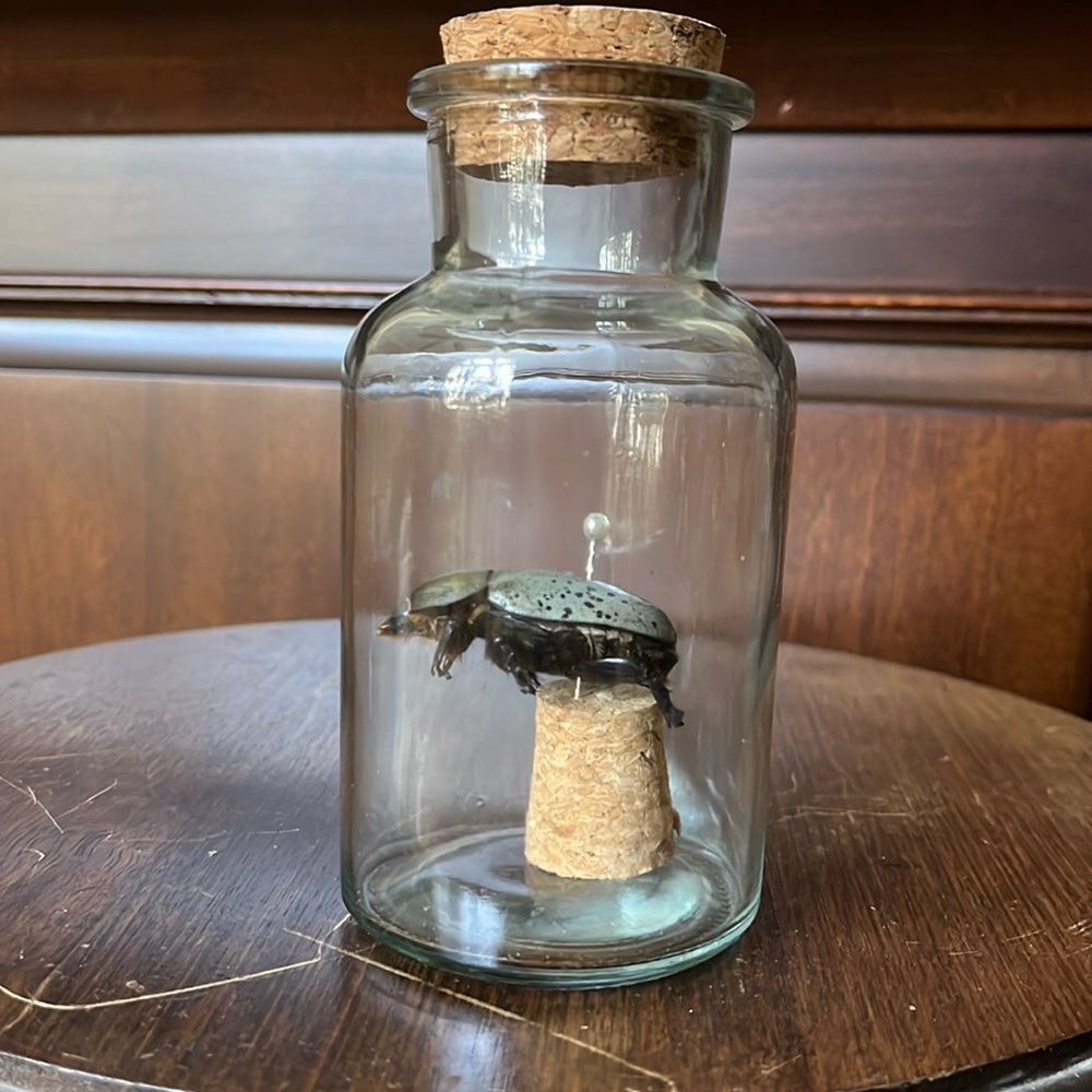Preserved taxidermy beetle